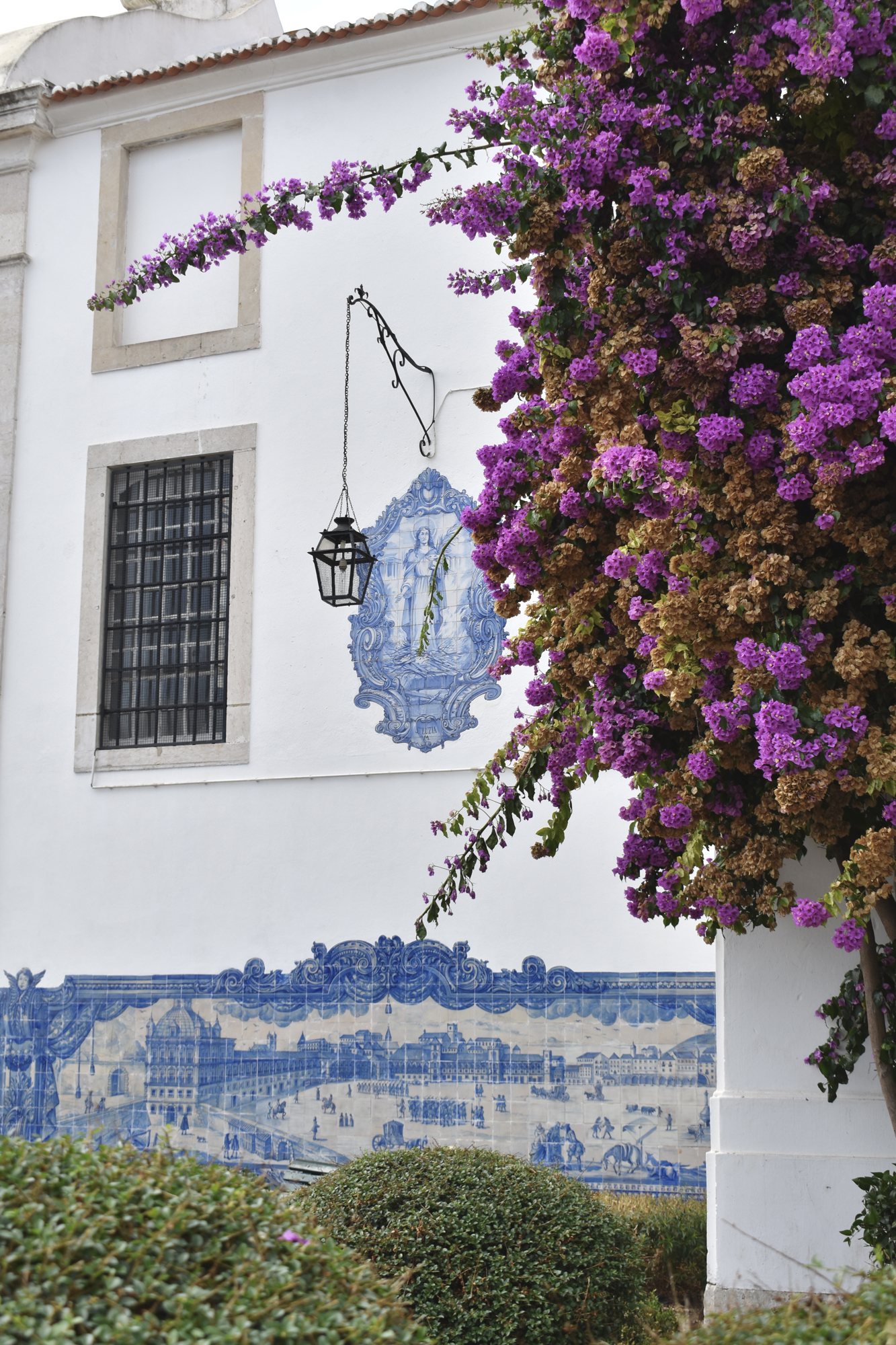 Bougainvillea spilling over a tiled facade.