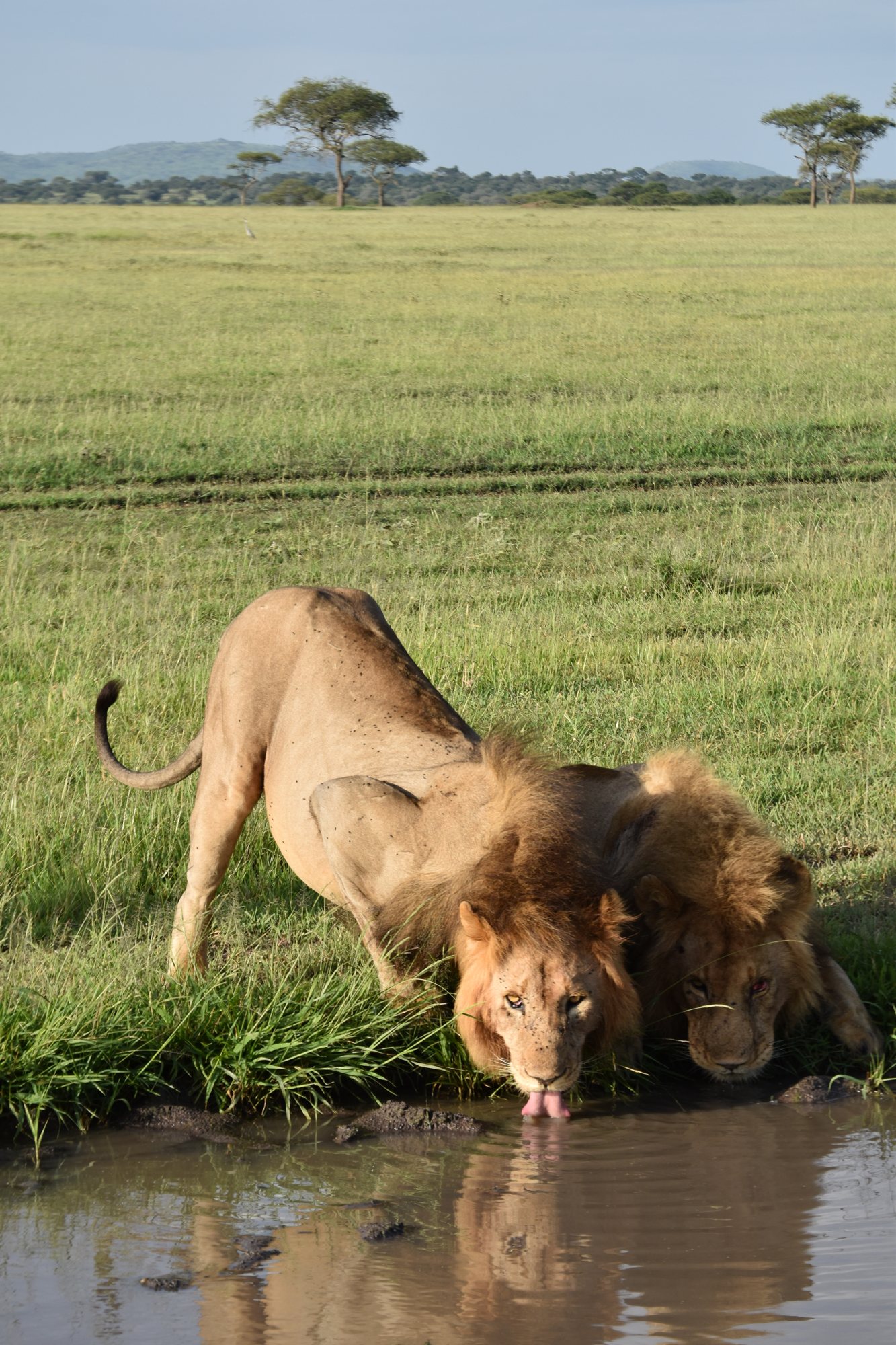 A lion drinking at a waterhole.