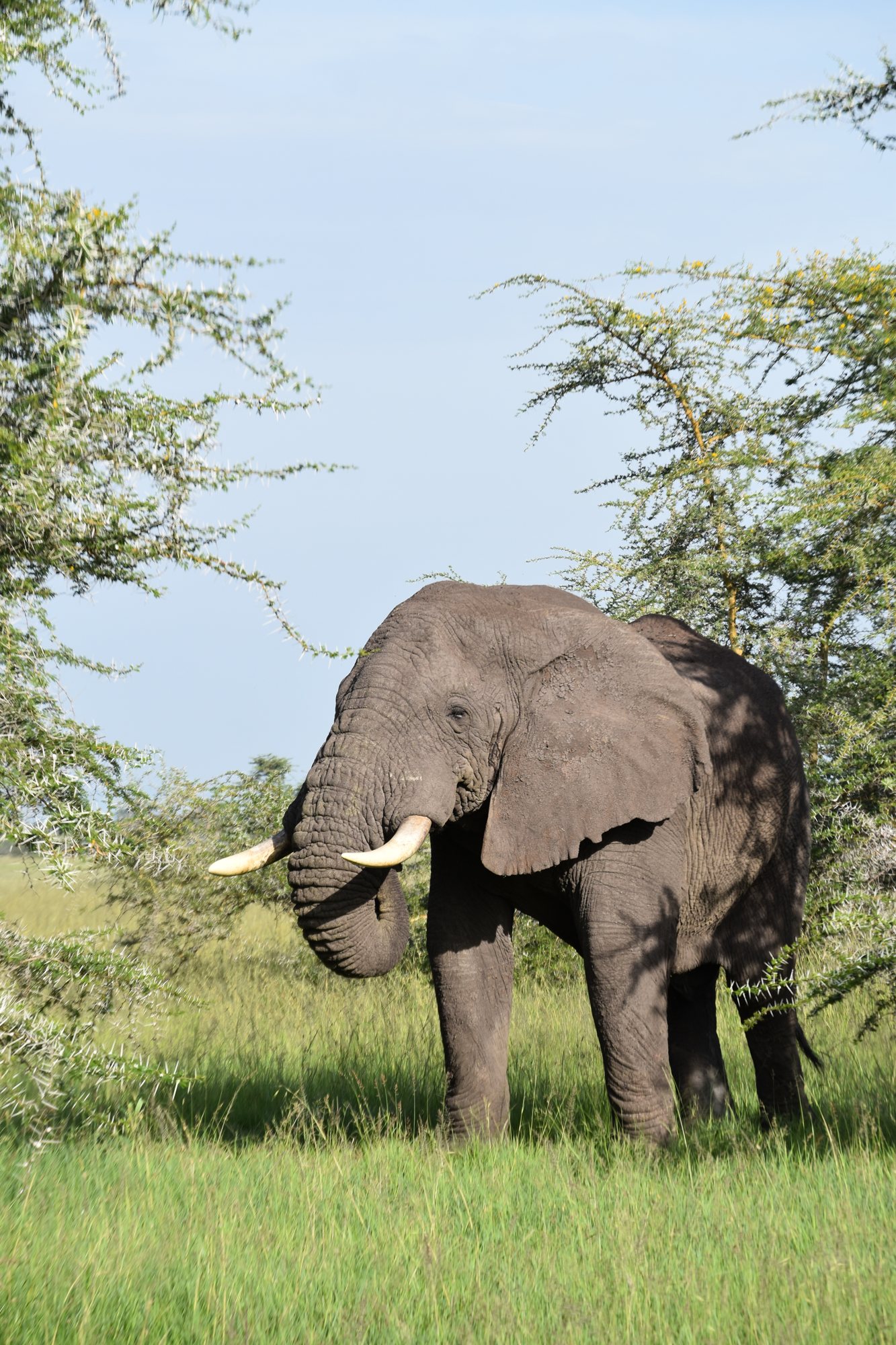 An elephant grazing on open plains.