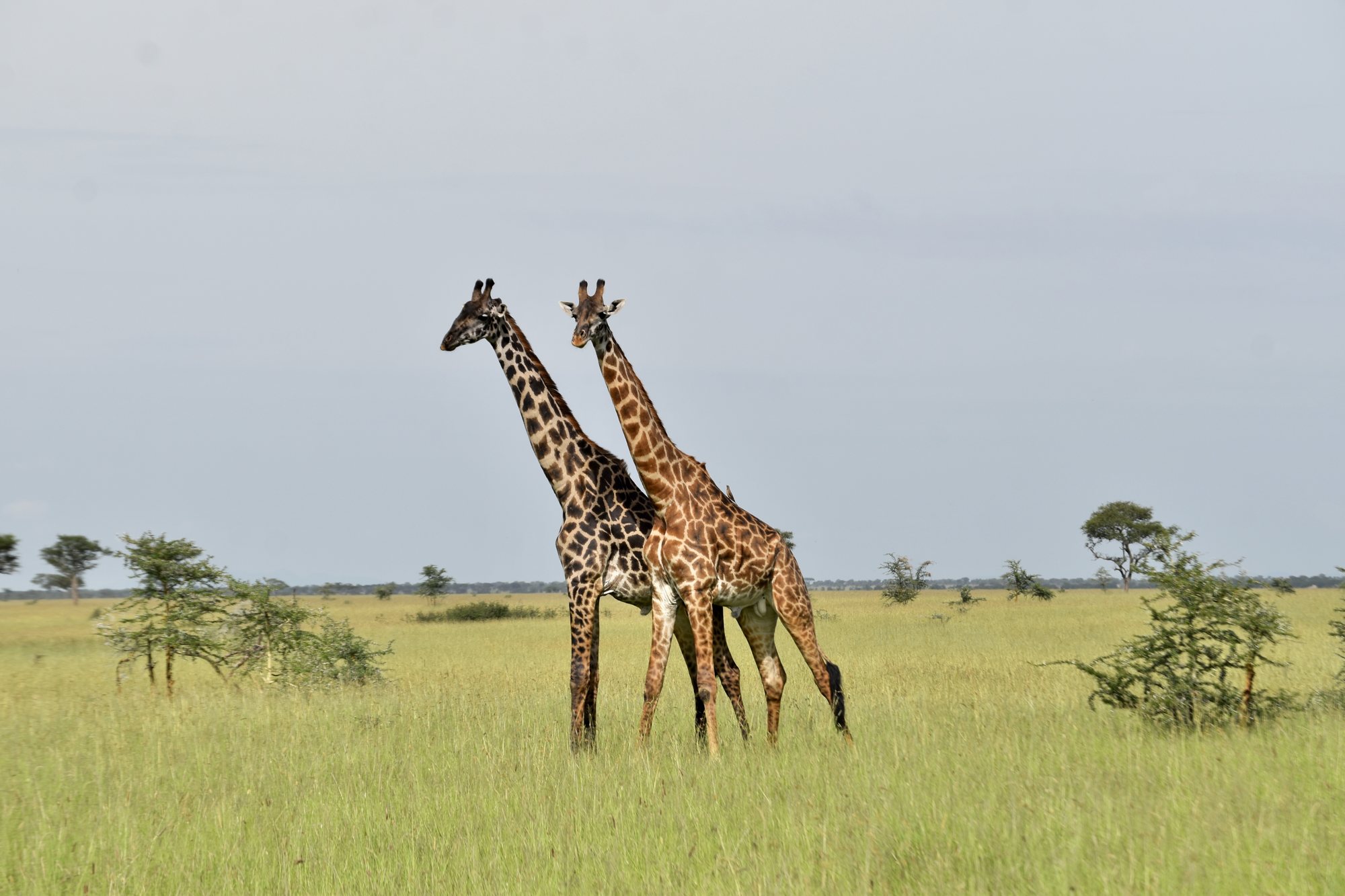 A pair of giraffes on the savanna.