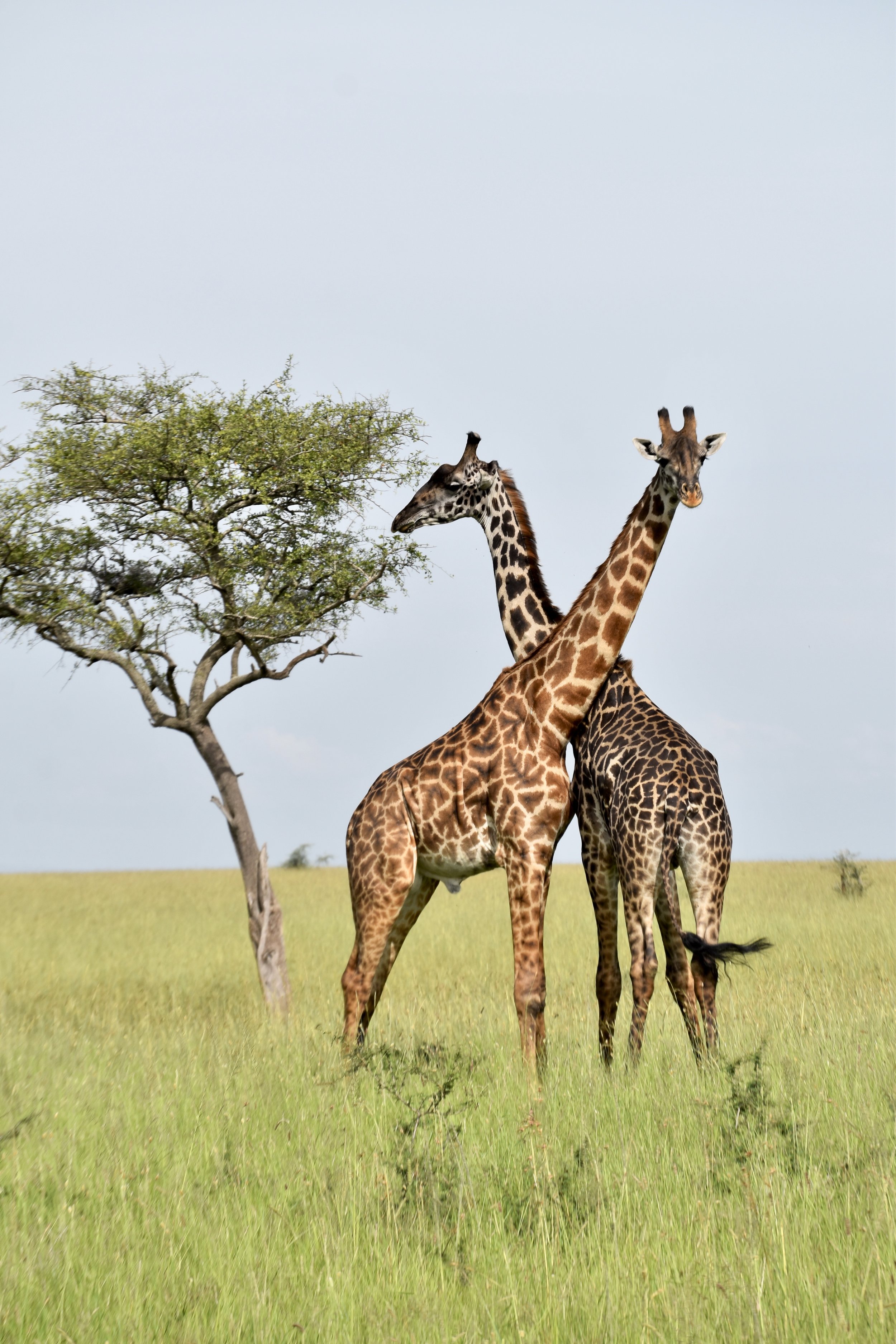 Two giraffes on grassy plains.
