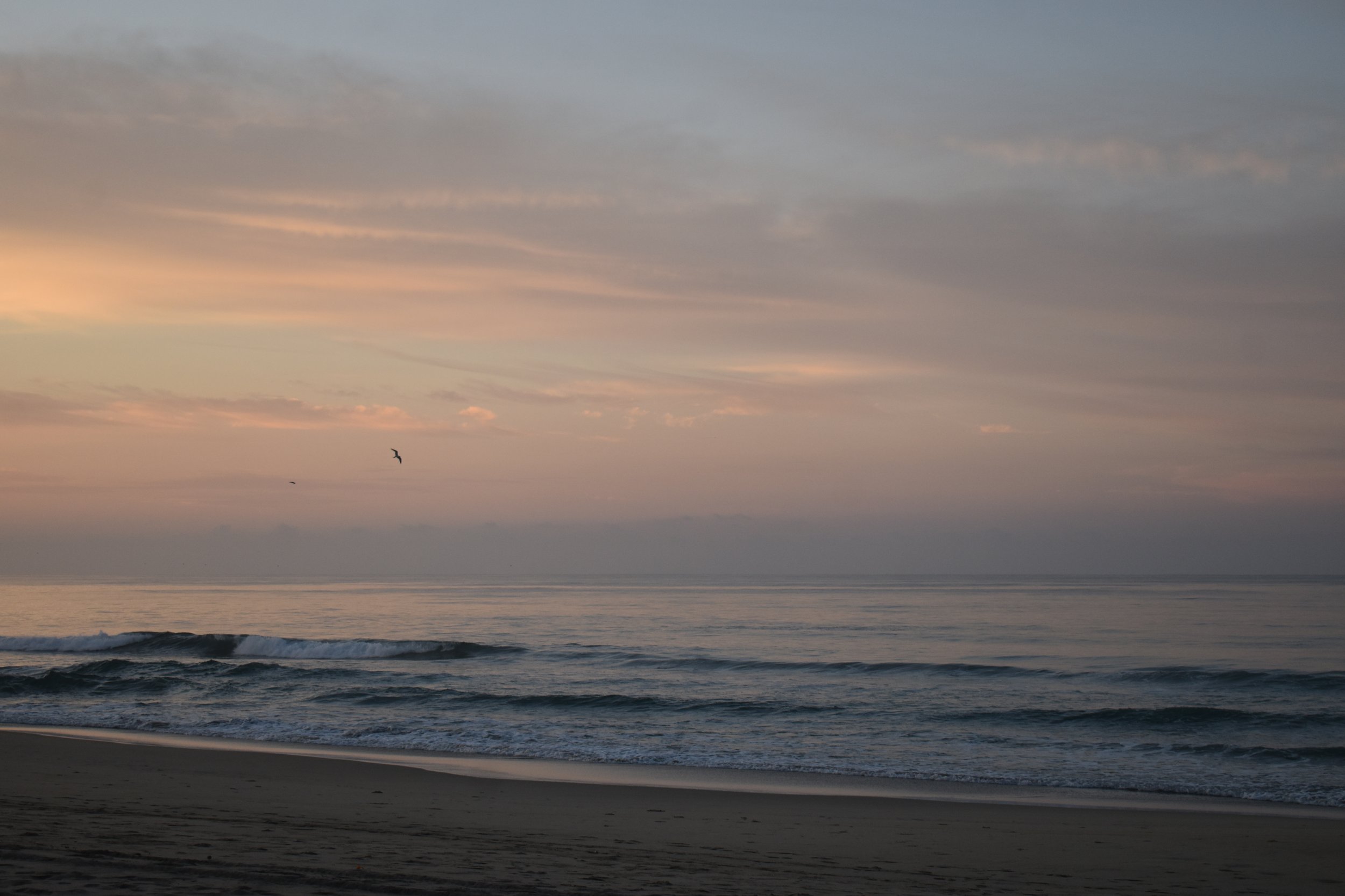 Soft evening light over the ocean, a seabird crossing the sky.