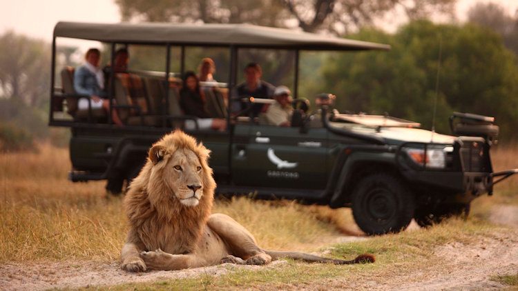 Safari.