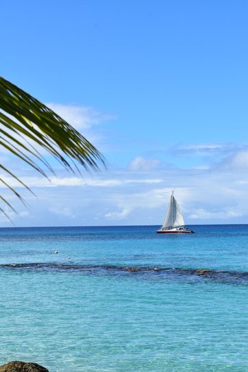 A sailboat on turquoise water framed by a palm frond.
