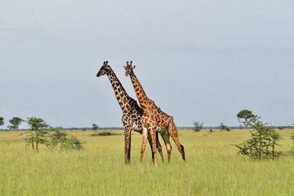 Two giraffes crossing the grasslands.