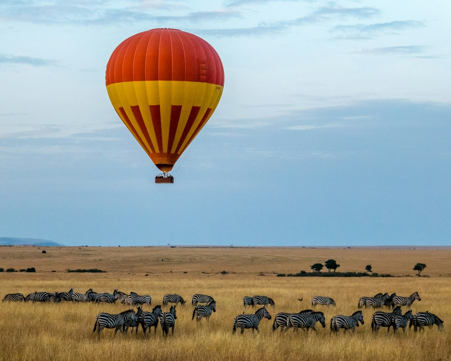 A hot air balloon floating low over a herd of zebras on the plains.
