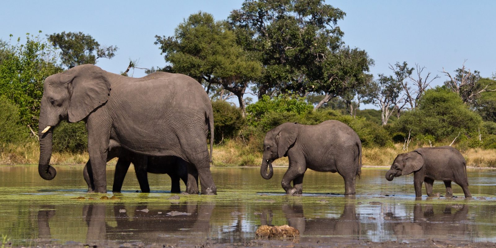 Elephants wading through lush green delta waters.