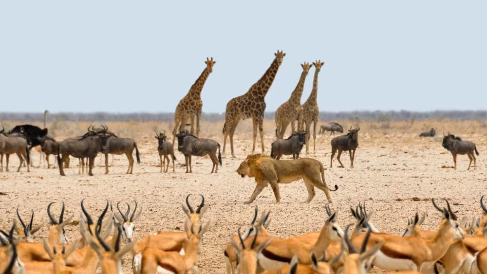 Lions, giraffes, and antelope crowded around a dry-season waterhole.