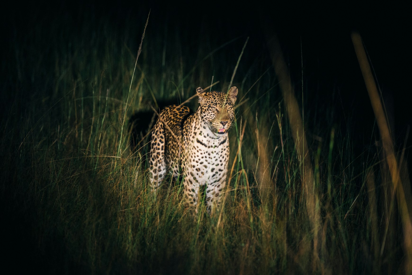 A leopard lit by a spotlight in tall grass at night.