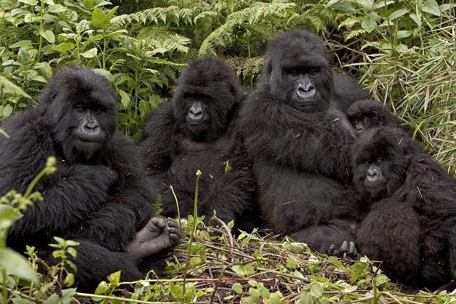 A mountain gorilla family resting in dense green foliage.