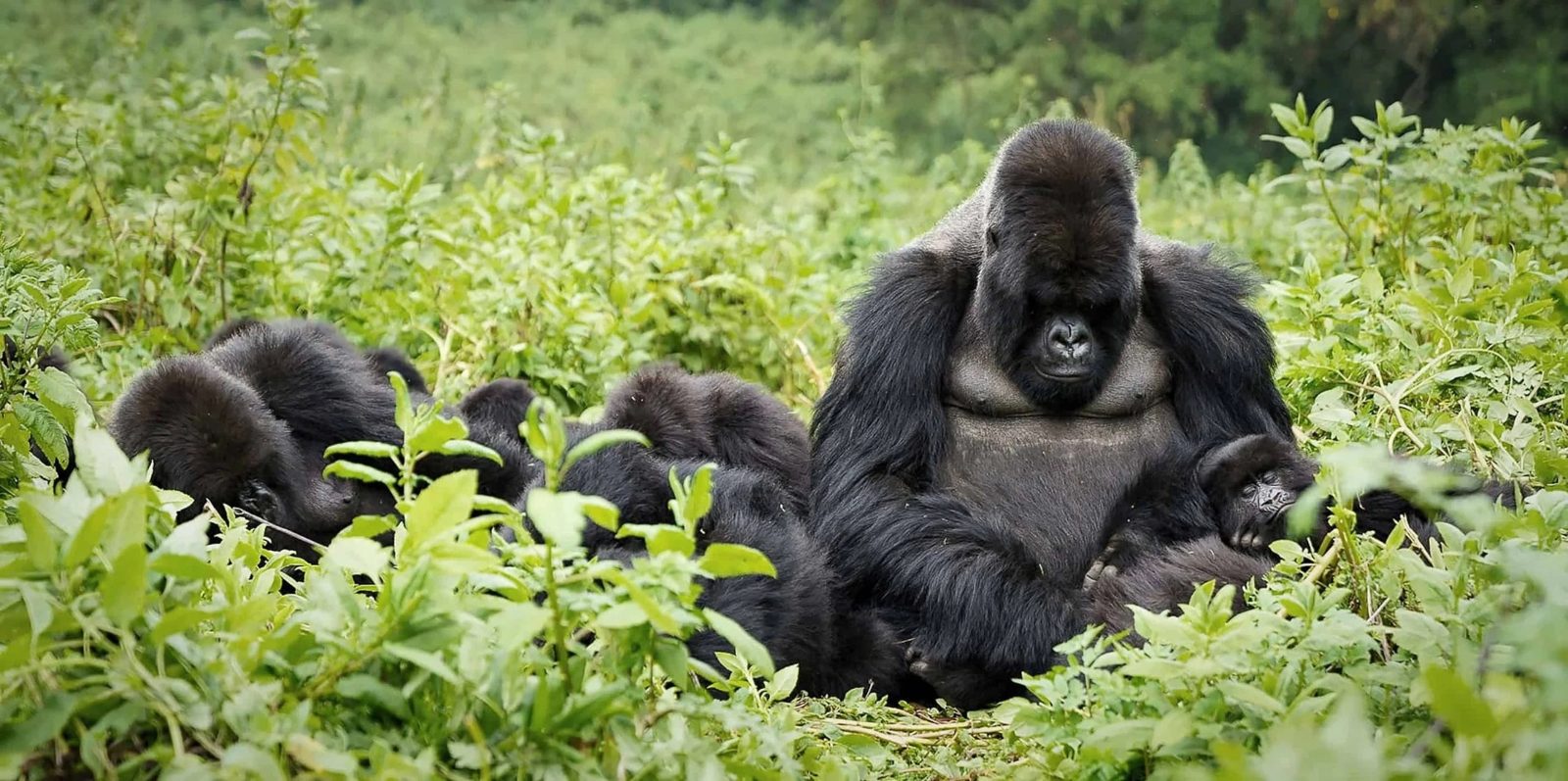 Rwanda landscape.