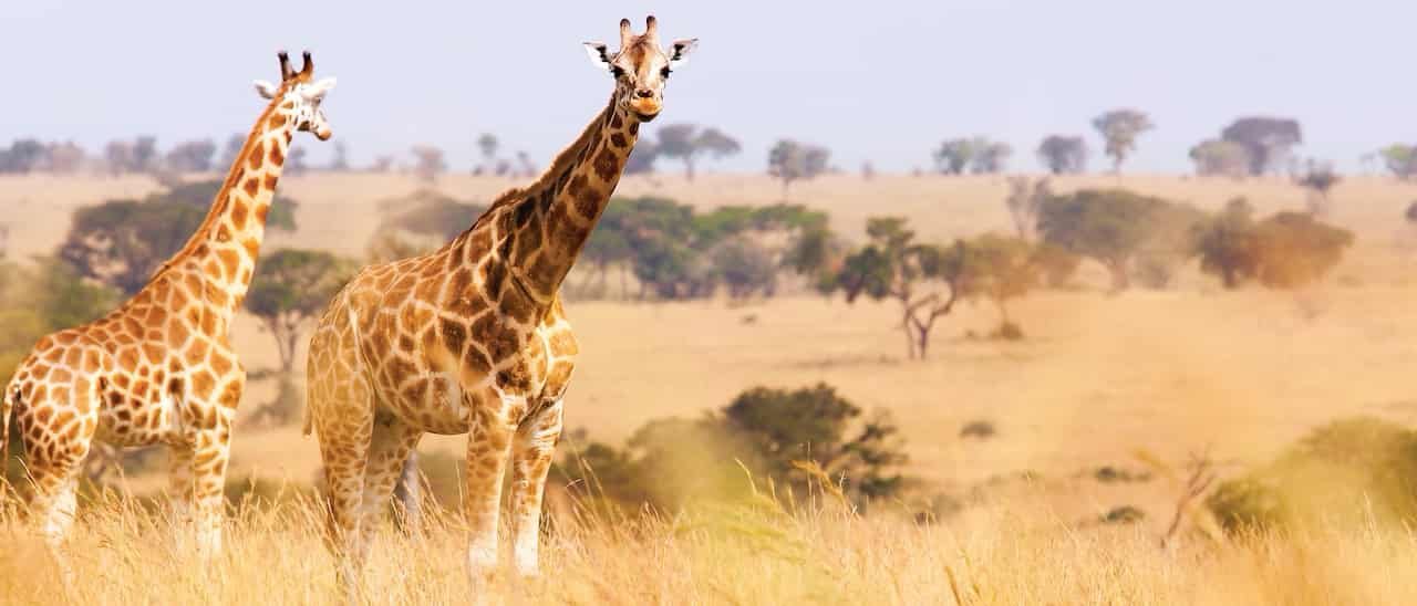 South Africa landscape.