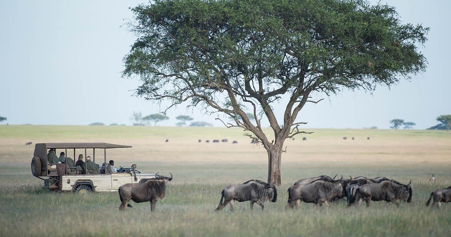An open safari vehicle parked among wildebeest on the plains.