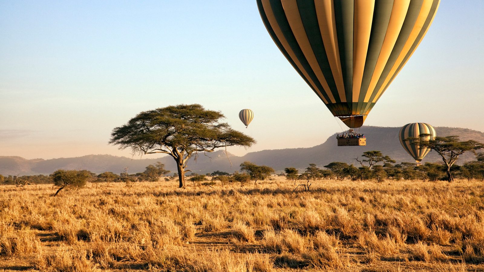 Golden light over the Serengeti.